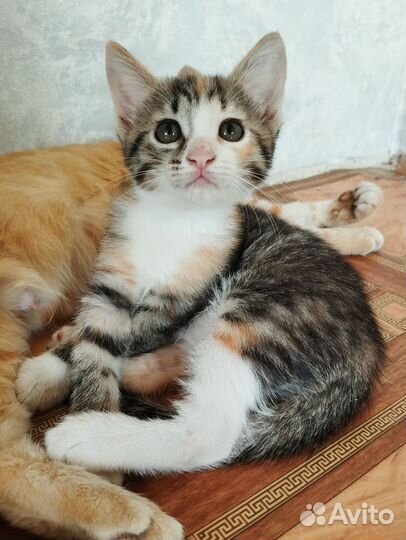 Котенок девочка трехцветная
