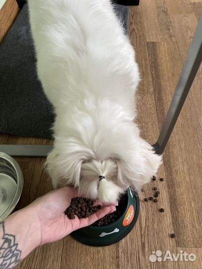 Корм Natures Protection для белых собак