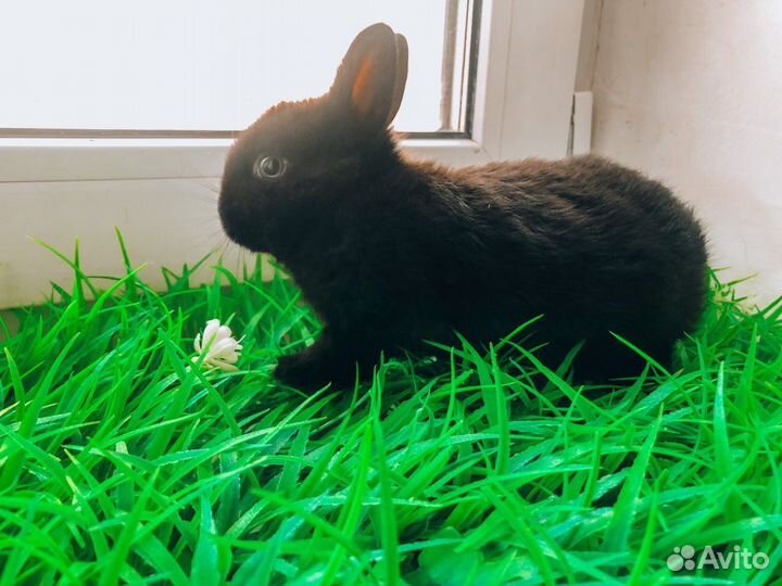 Карликовый кролик - ручной, супер мини