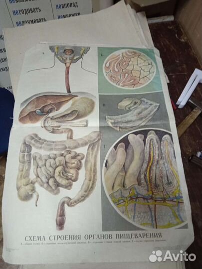 Учебные пособия по анатомии (плакаты) СССР