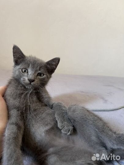 Котенок