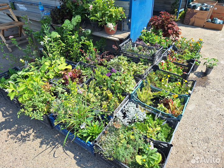 Многолетние садовые цветы, кустарники