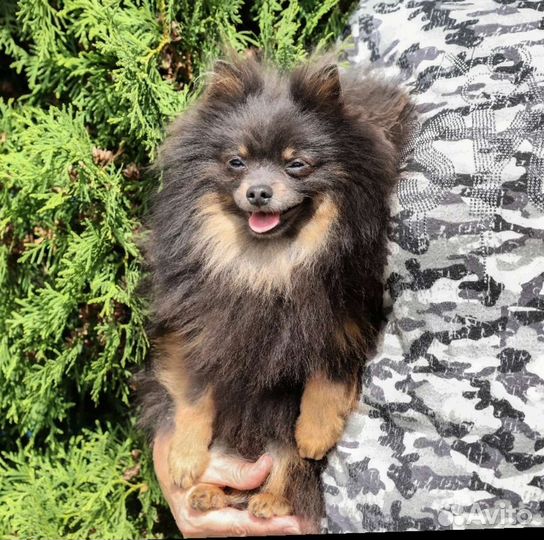 Померанский шпиц
