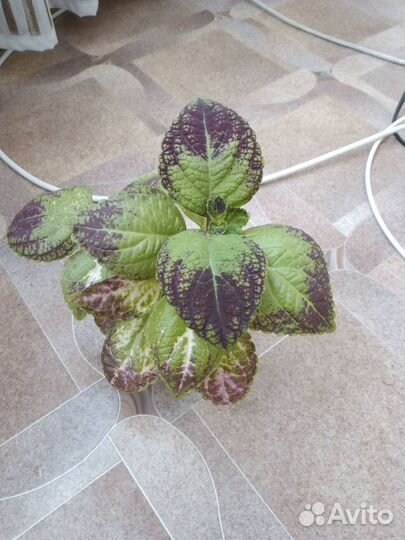 Колеус Аватар