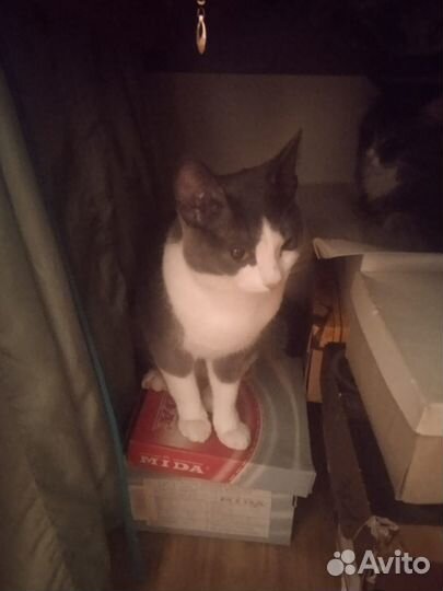 Котенок в добрые руки