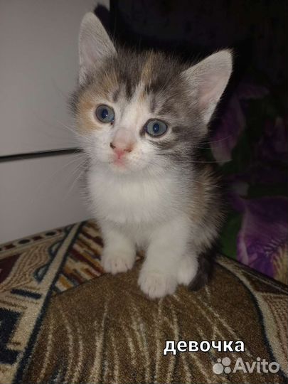 Кошка в дар бесплатно