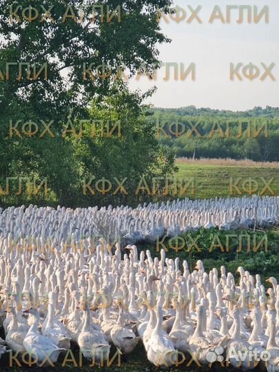 Гуси маточное поголовье,старки 3х летние Итальянки