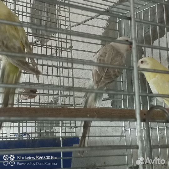 Певчий попугай