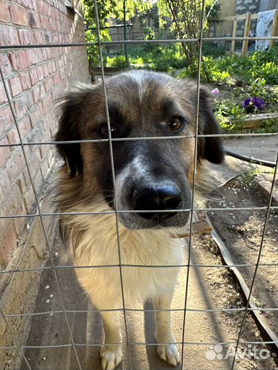 Красивый пес для дома и семьи