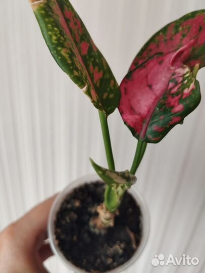 Аглаонема chery беби