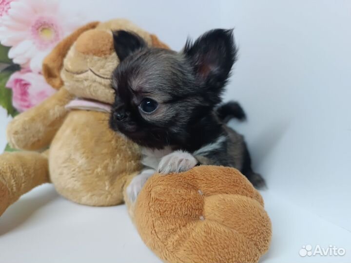 Продана.Мини Боня