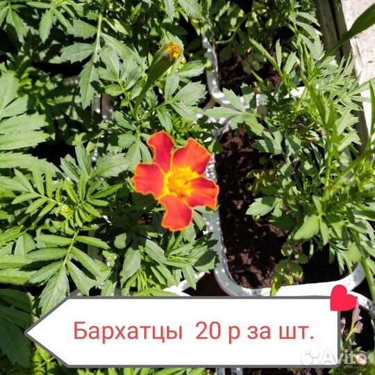 Рассада Бархатцев