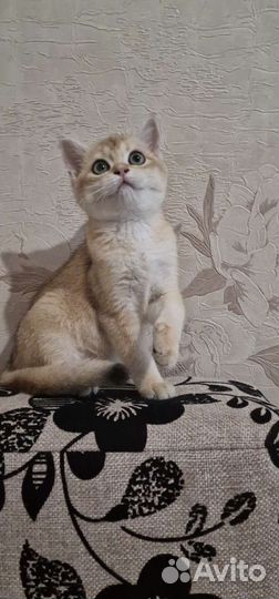 Котик золотая шиншилла