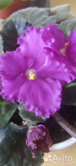 Фиалка лист