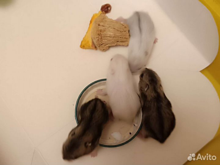 Джунгарский хомяк