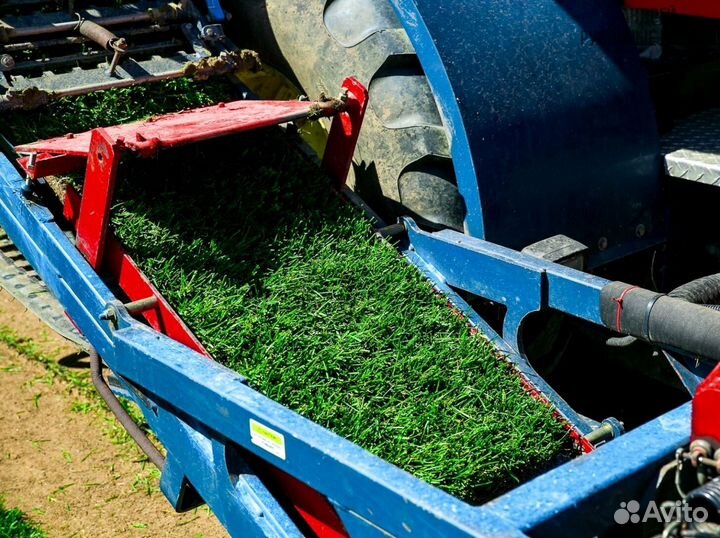 Рулонный газон теневыносливый