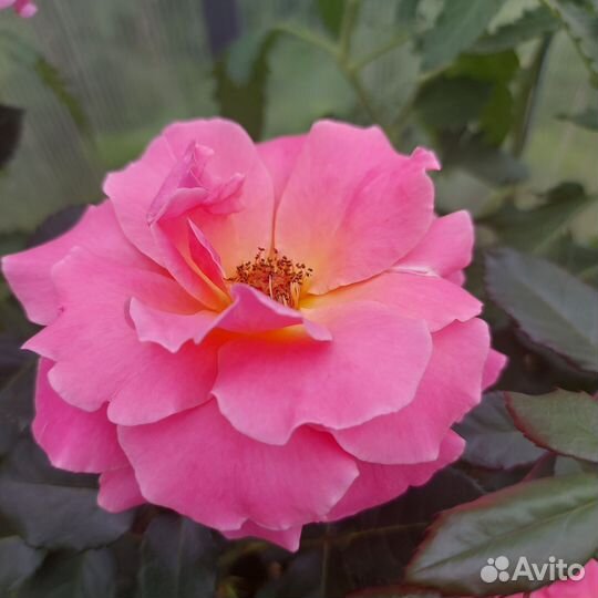 Розы для вашего сада