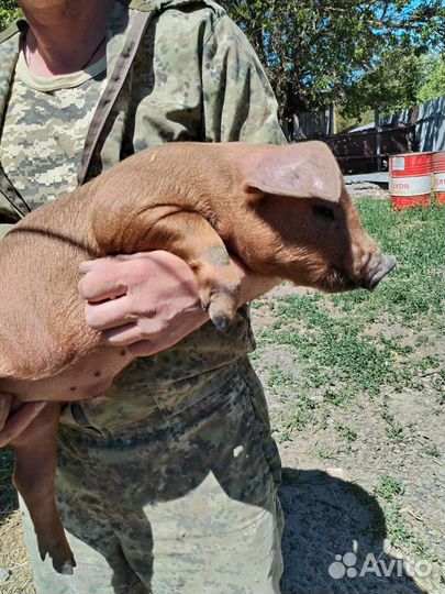 Хряк на племя и поросята