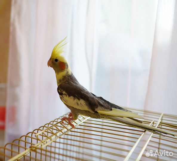 Продам попугая Корелла