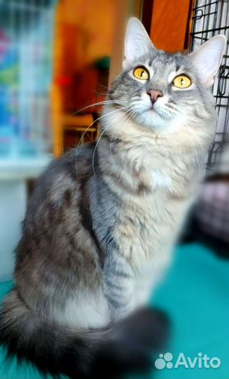 Красотка Фая ищет дом