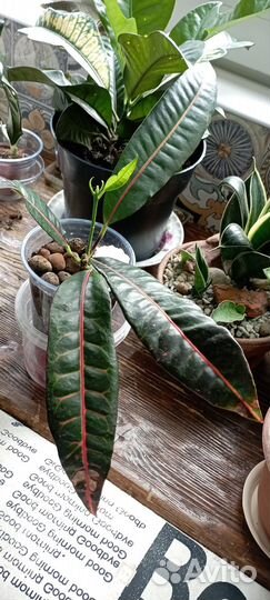 Кротоны : Корка пирога. Батик.Королева Виктория