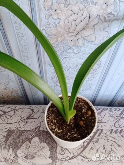 Кливия и Гибискус-китайская роза