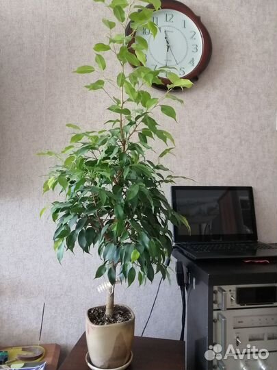 Фикус бенджамина