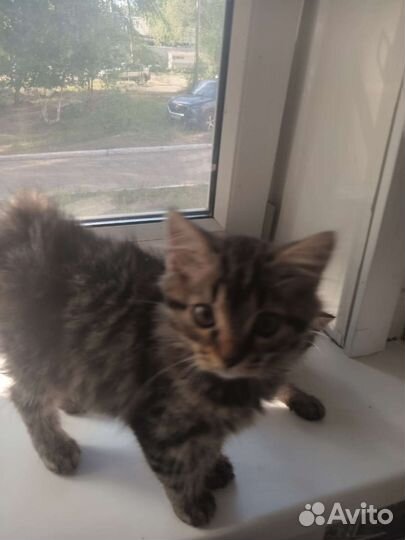 Отдам в добрые руки