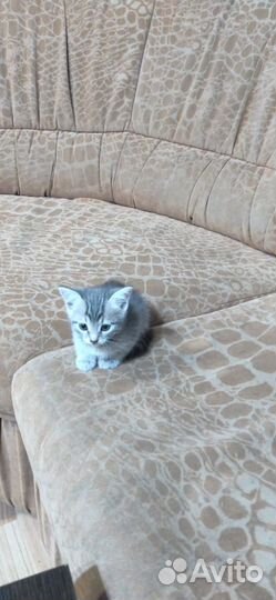 Котенок Серый :0)