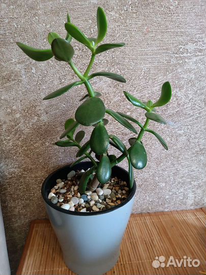 Толстянка Денежное дерево