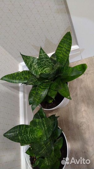 Тещин язык (сансевиерия)карликовая