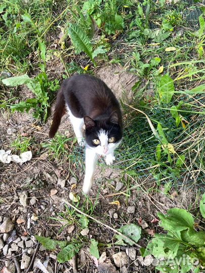 Кошки в добрые руки