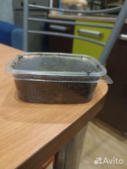 Червь навозный