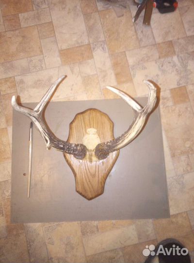 Продам рога косули