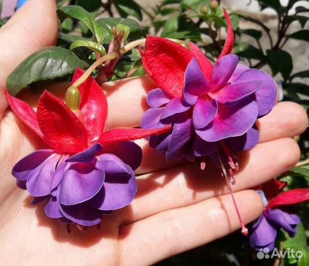 Шикарные черенки фуксий. есть описание