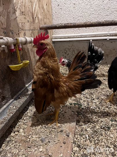 Карликовые куры Малазийская Серама