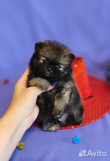 Мишка Мими мишка шпиц