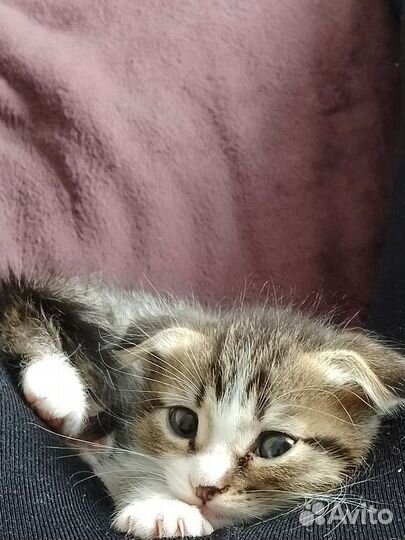 Мальчик веслаухий