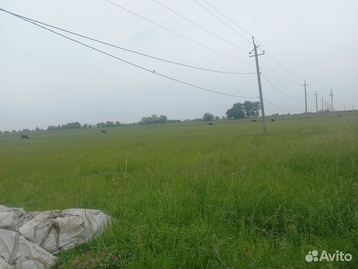 Молоко коровье домашнее