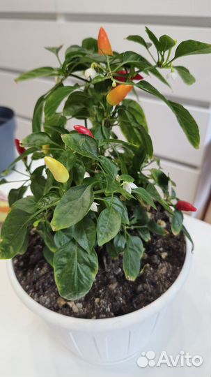 Острый перчик