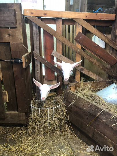 Сельхоз животные козы