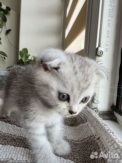 Шотландские вислоухие котята