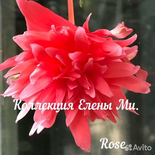 Бегония корневая кустовая и ампельная