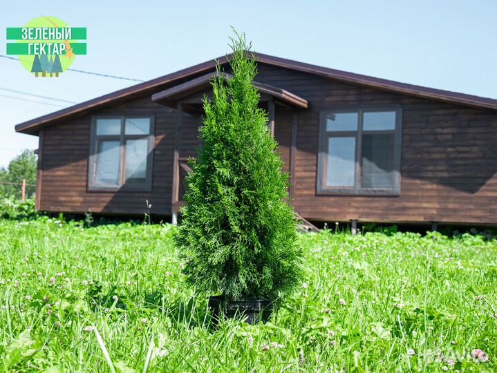 Туя Смарагд 1 м оптом и в розницу