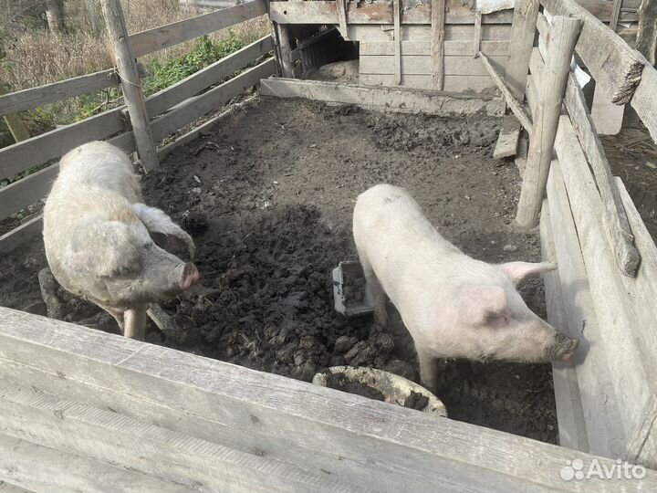 Хряк и свиноматка