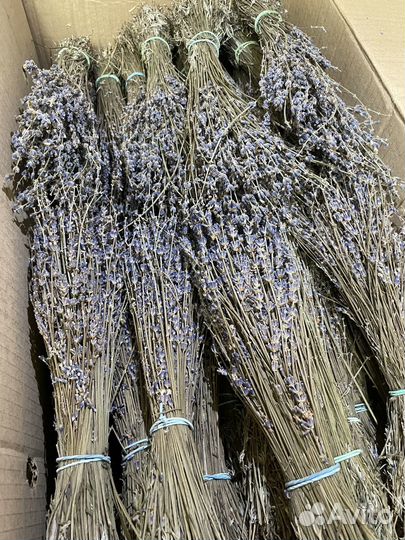 Лаванда сухоцвет