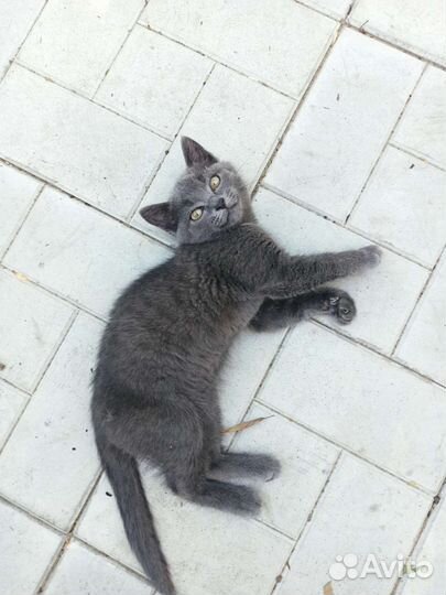 Кот