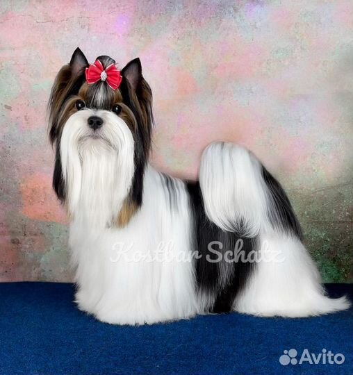 Бивер кукольный мальчик