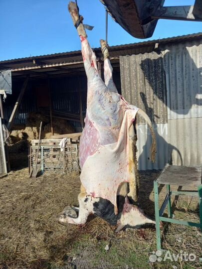 Забой скота