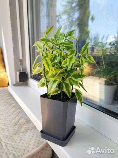 Педилантус